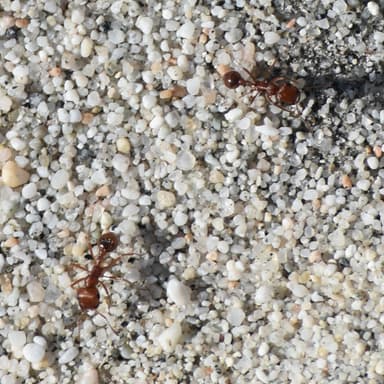 Pogonomyrmex magnacanthus photo 22