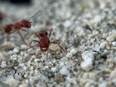 Pogonomyrmex magnacanthus photo 23