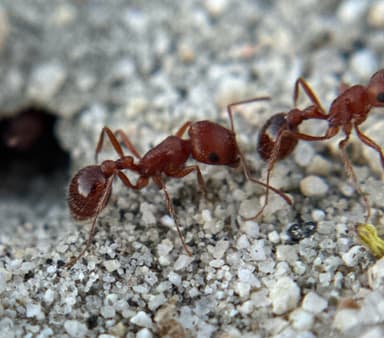 Pogonomyrmex magnacanthus photo 24