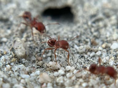Pogonomyrmex magnacanthus photo 25