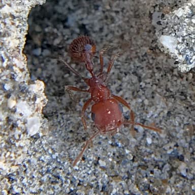 Pogonomyrmex magnacanthus photo 27