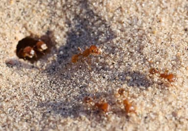 Pogonomyrmex magnacanthus photo 28