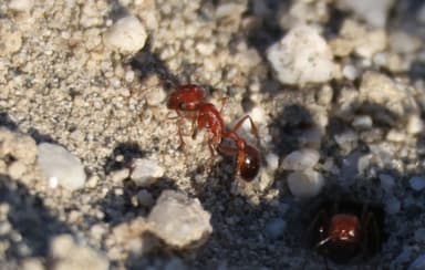 Pogonomyrmex magnacanthus photo 29