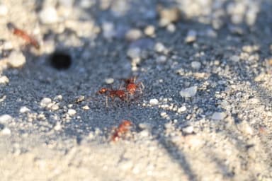 Pogonomyrmex magnacanthus photo 30