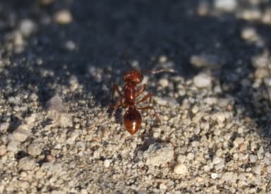 Pogonomyrmex magnacanthus photo 31
