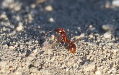 Pogonomyrmex magnacanthus photo 32