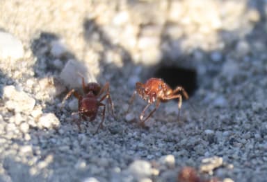 Pogonomyrmex magnacanthus photo 33