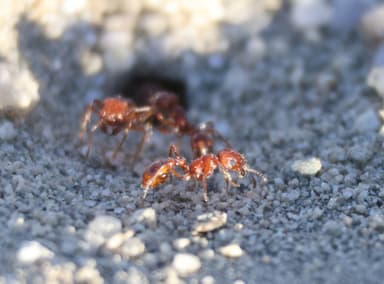 Pogonomyrmex magnacanthus photo 34