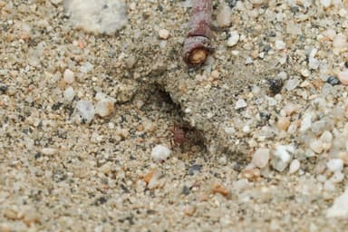 Pogonomyrmex magnacanthus photo 36
