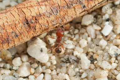 Pogonomyrmex magnacanthus photo 37