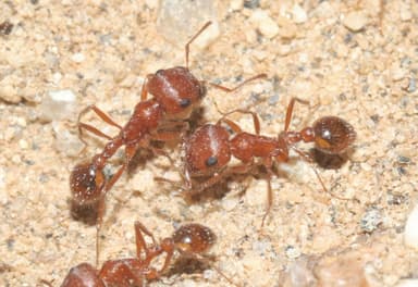 Pogonomyrmex magnacanthus photo 38