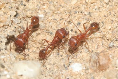 Pogonomyrmex magnacanthus photo 39