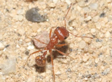 Pogonomyrmex magnacanthus photo 40