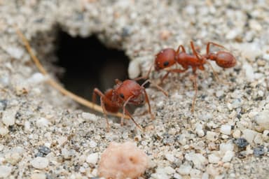 Pogonomyrmex magnacanthus photo 42