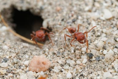 Pogonomyrmex magnacanthus photo 43