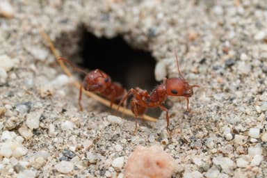 Pogonomyrmex magnacanthus photo 44