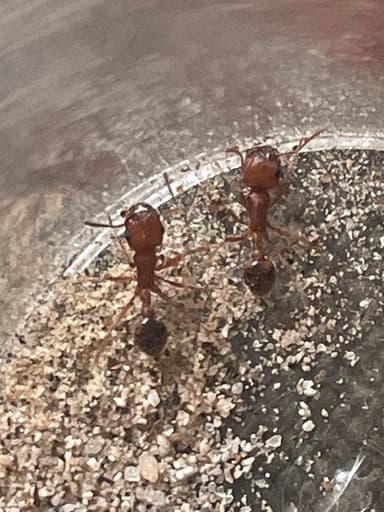 Pogonomyrmex magnacanthus photo 45