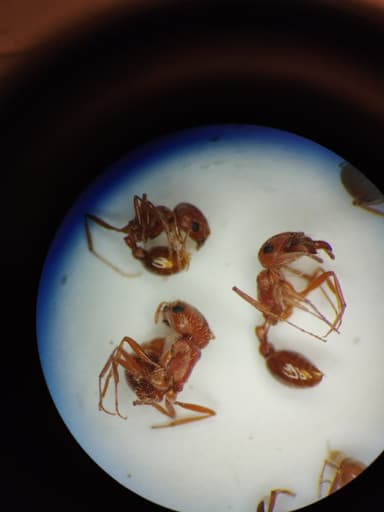 Pogonomyrmex magnacanthus photo 46