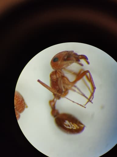 Pogonomyrmex magnacanthus photo 47