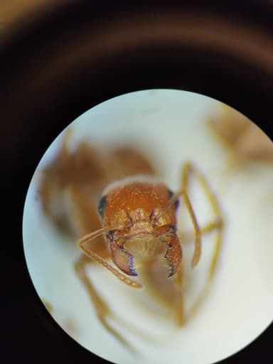 Pogonomyrmex magnacanthus photo 48