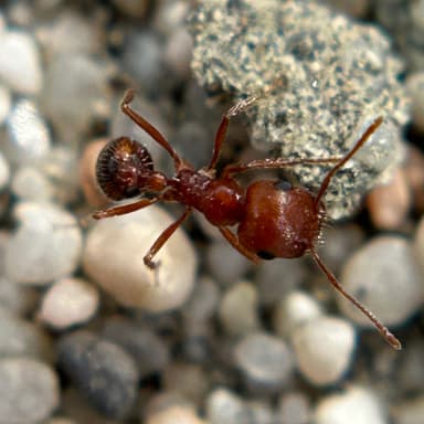 Pogonomyrmex magnacanthus photo 49