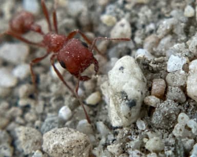 Pogonomyrmex magnacanthus photo 50