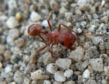 Pogonomyrmex magnacanthus photo 51