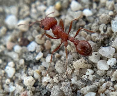 Pogonomyrmex magnacanthus photo 52