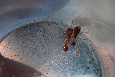 Pogonomyrmex magnacanthus photo 53
