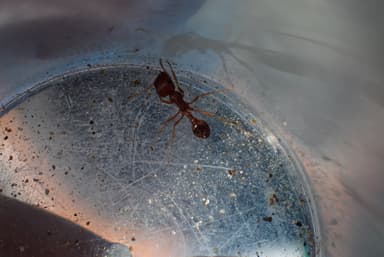 Pogonomyrmex magnacanthus photo 54