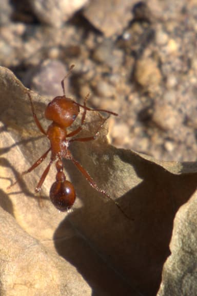 Pogonomyrmex maricopa photo 13