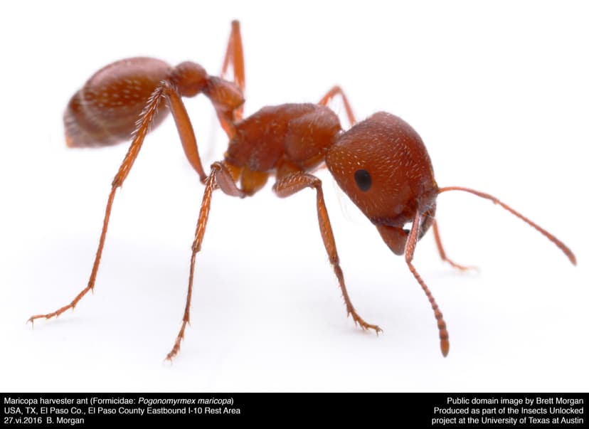 Pogonomyrmex maricopa photo 1