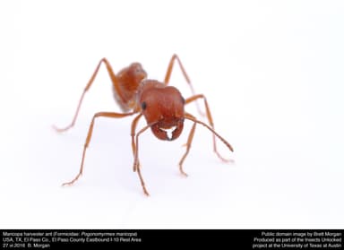 Pogonomyrmex maricopa photo 2