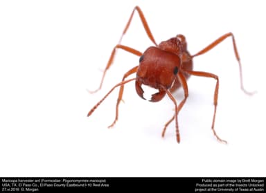 Pogonomyrmex maricopa photo 3