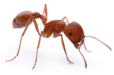 Pogonomyrmex maricopa photo 4