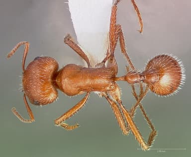 Pogonomyrmex maricopa — queen photo 7