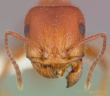 Pogonomyrmex maricopa — queen photo 8