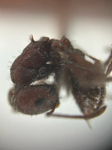 Pogonomyrmex montanus photo 7