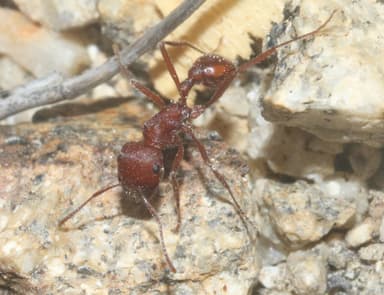 Pogonomyrmex montanus photo 8