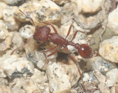 Pogonomyrmex montanus photo 14