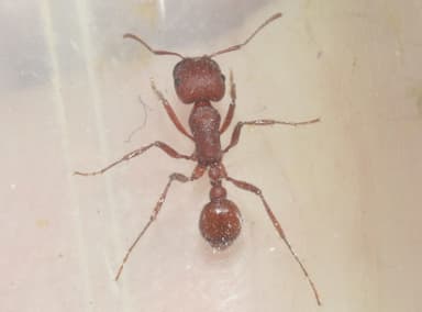 Pogonomyrmex montanus photo 17