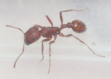 Pogonomyrmex montanus photo 18
