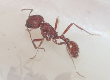 Pogonomyrmex montanus photo 20
