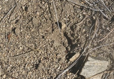 Pogonomyrmex montanus photo 22