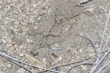 Pogonomyrmex montanus photo 23