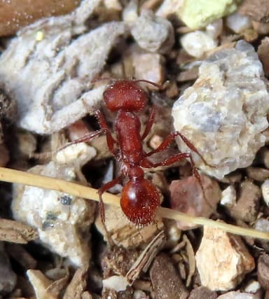 Pogonomyrmex montanus photo 30