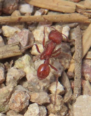 Pogonomyrmex montanus photo 32