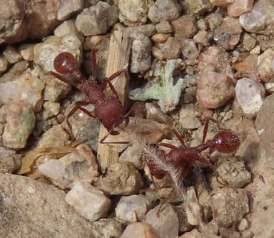 Pogonomyrmex montanus photo 33