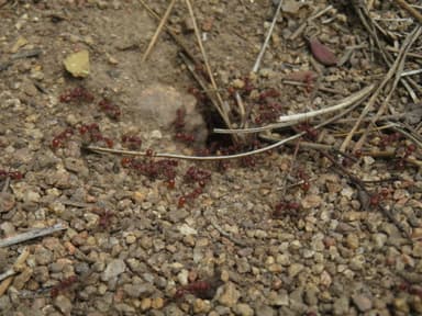 Pogonomyrmex montanus photo 34