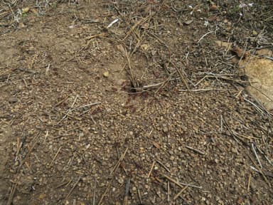 Pogonomyrmex montanus photo 35